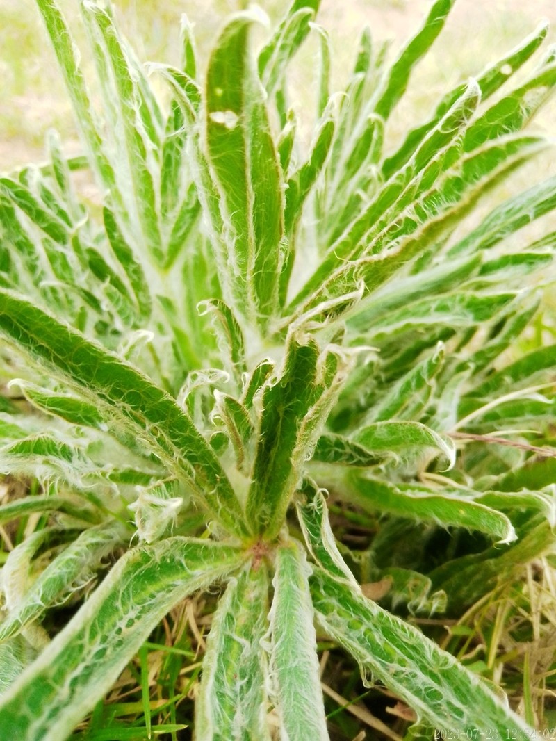 Lupinus lanatus photo 4