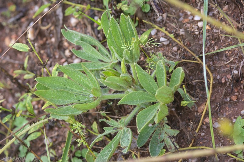 Lupinus lanatus photo 5