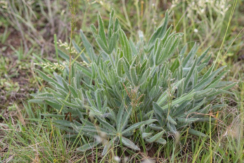 Lupinus lanatus photo 6
