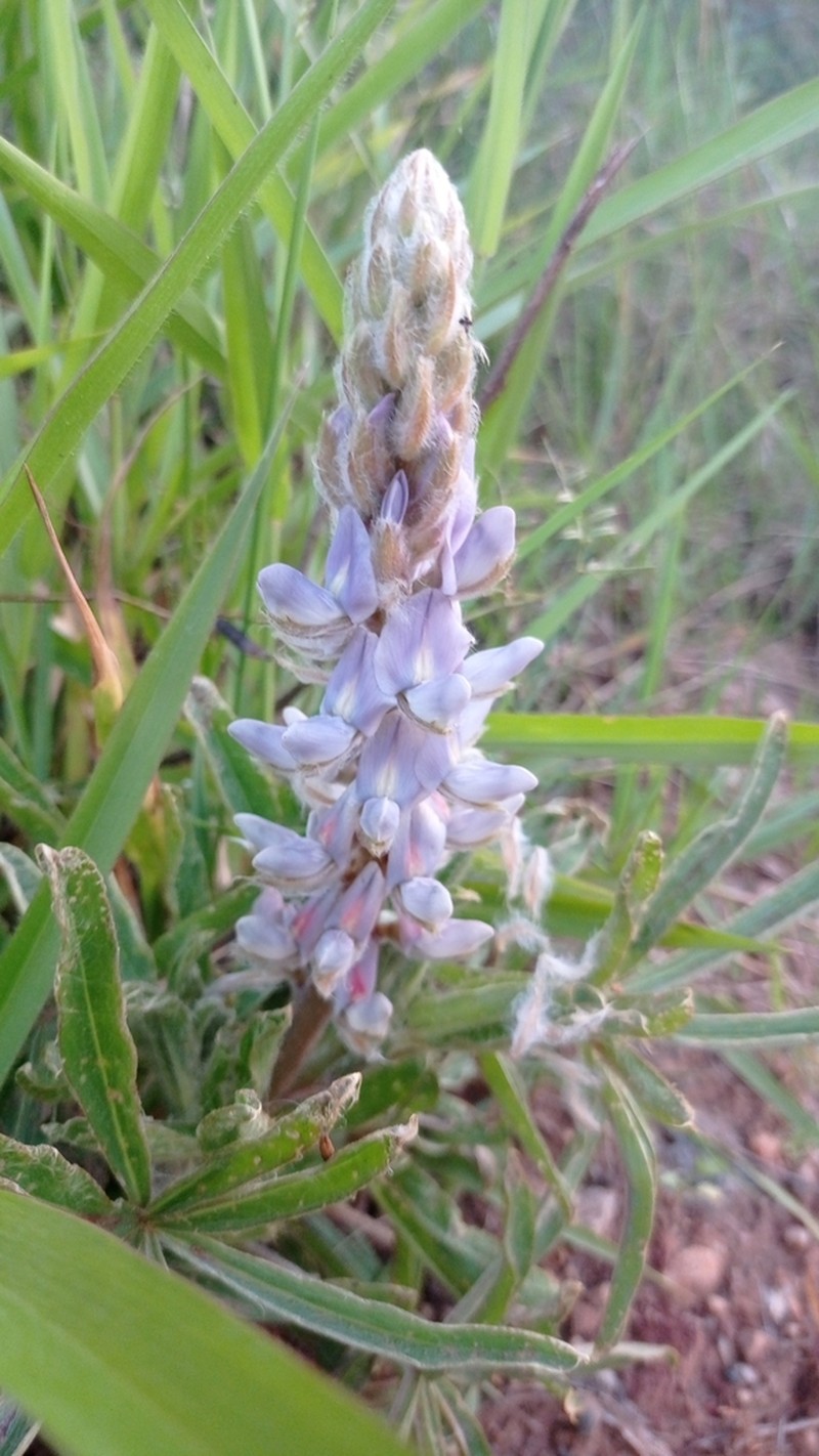 Lupinus lanatus photo 7