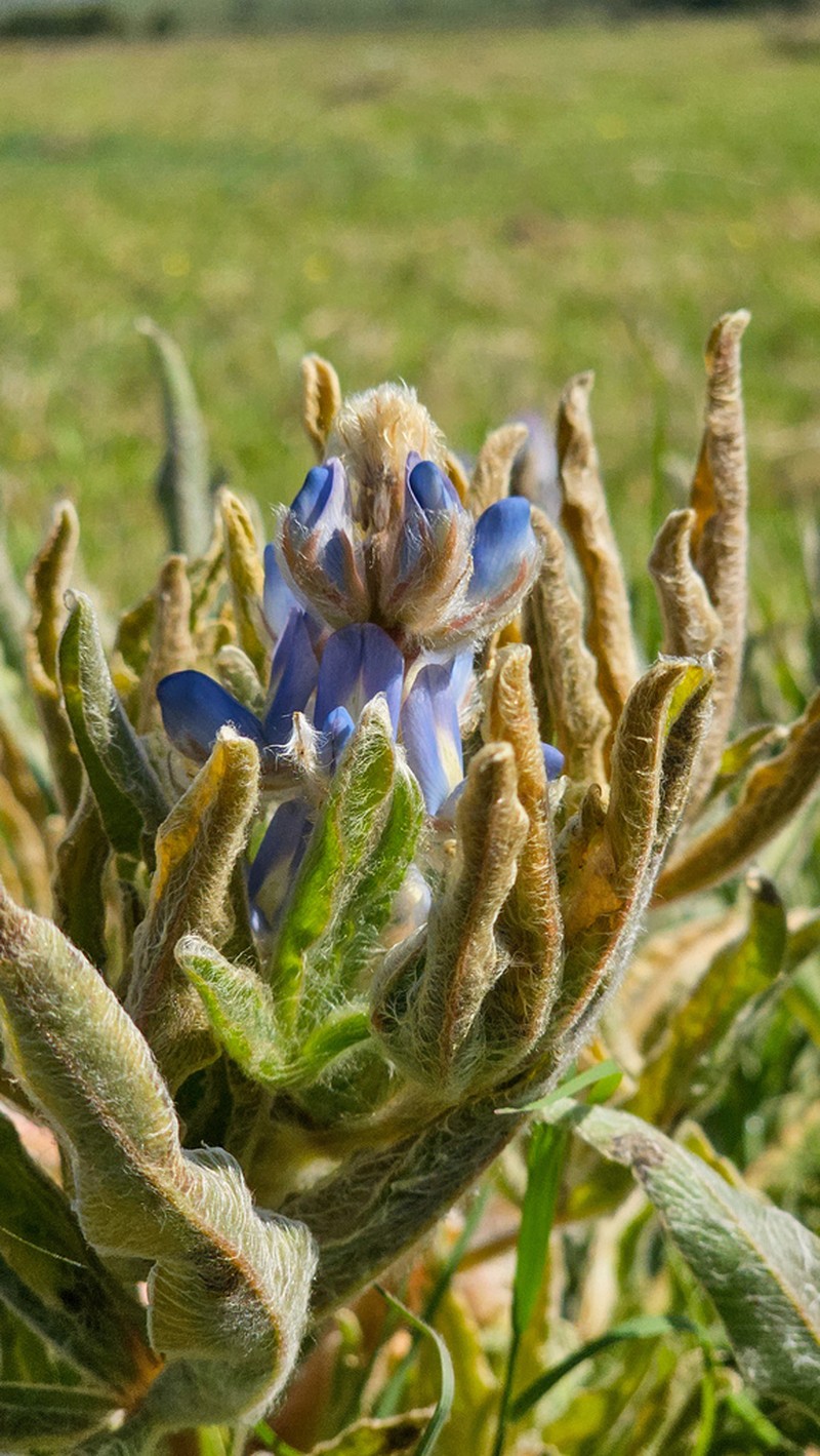 Lupinus lanatus photo 8