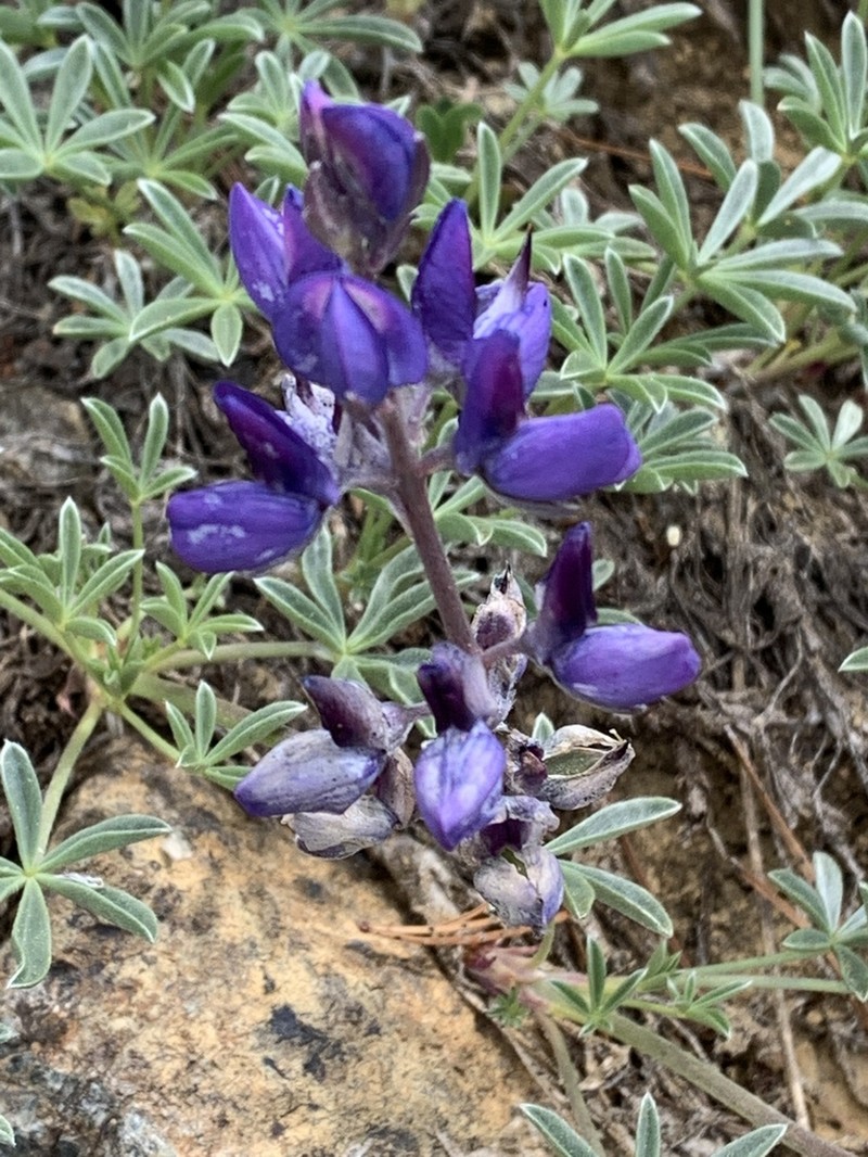Mt. Eddy Lupine photo 3