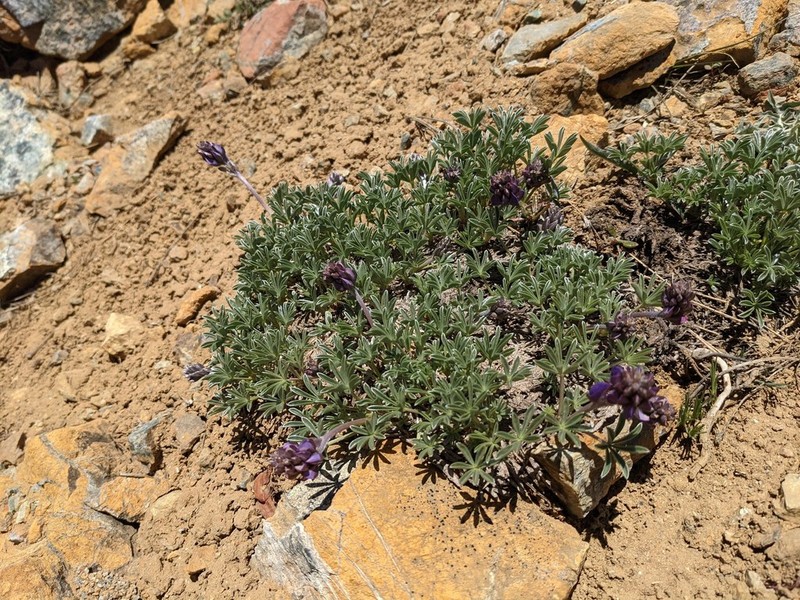 Mt. Eddy Lupine photo 4