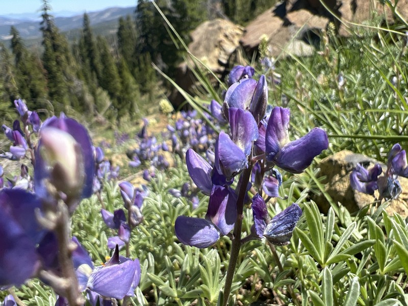 Mt. Eddy Lupine photo 6