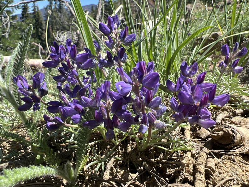 Mt. Eddy Lupine photo 7