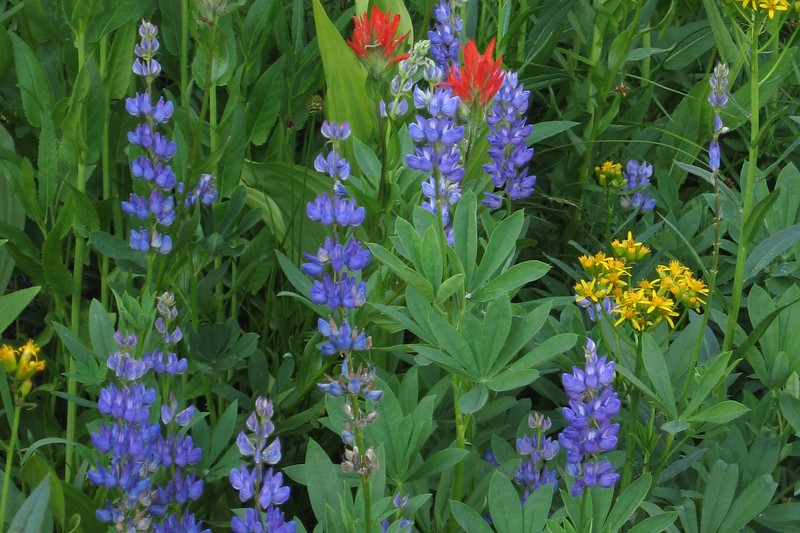 Broadleaf Lupine photo 4