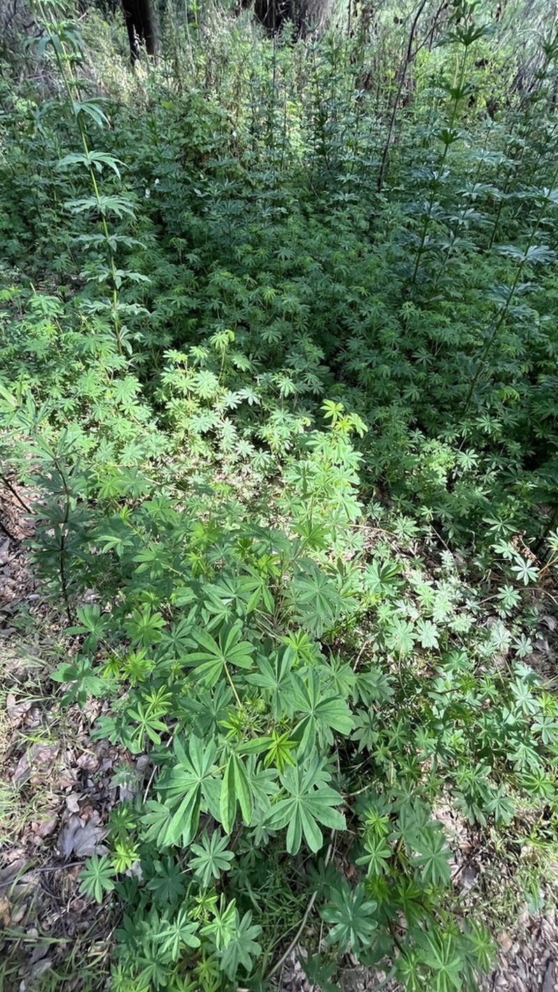 Broadleaf Lupine photo 3