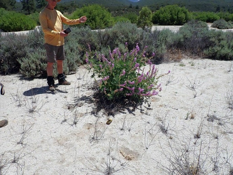 Broadleaf Lupine photo 4