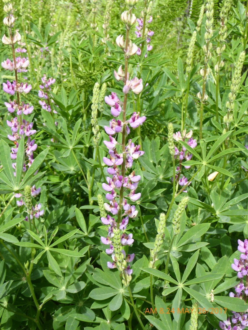Broadleaf Lupine photo 5