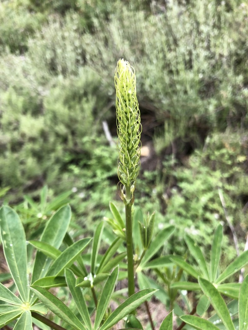 Broadleaf Lupine photo 6