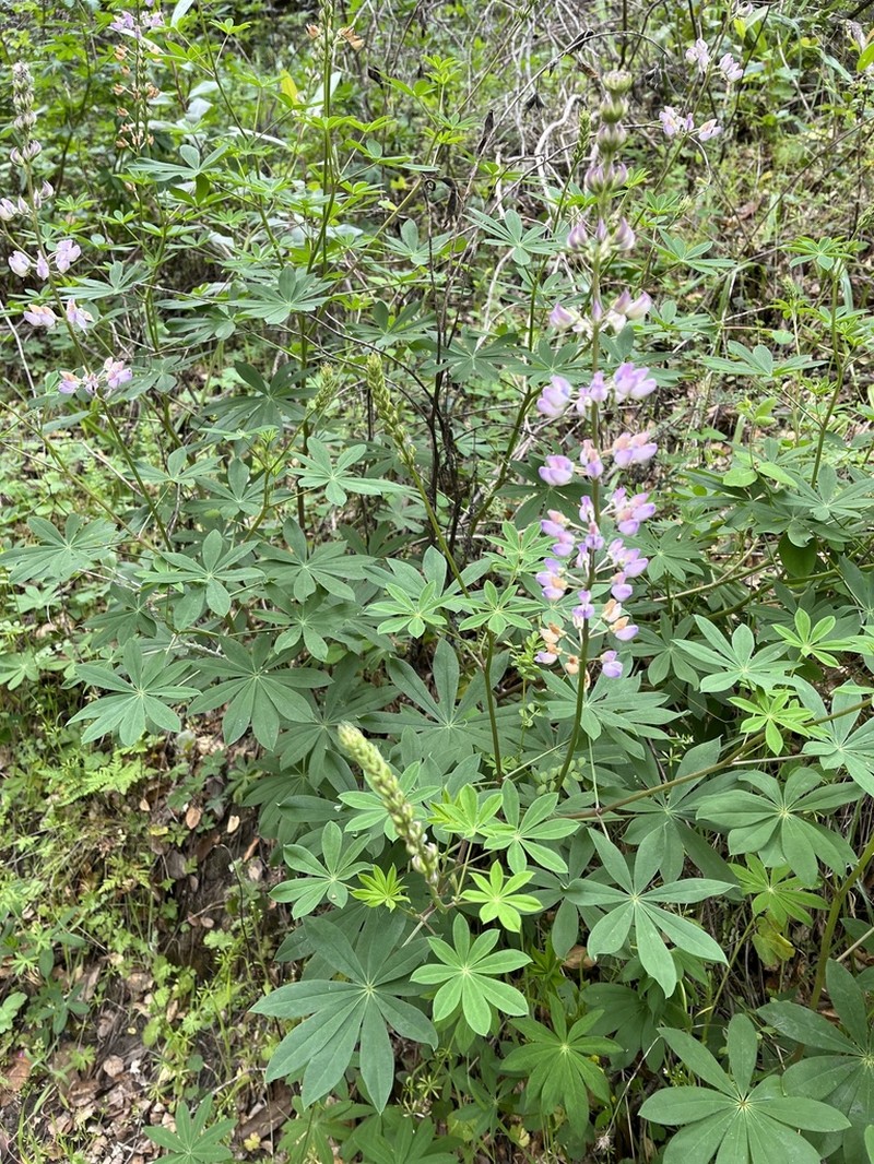 Broadleaf Lupine photo 7