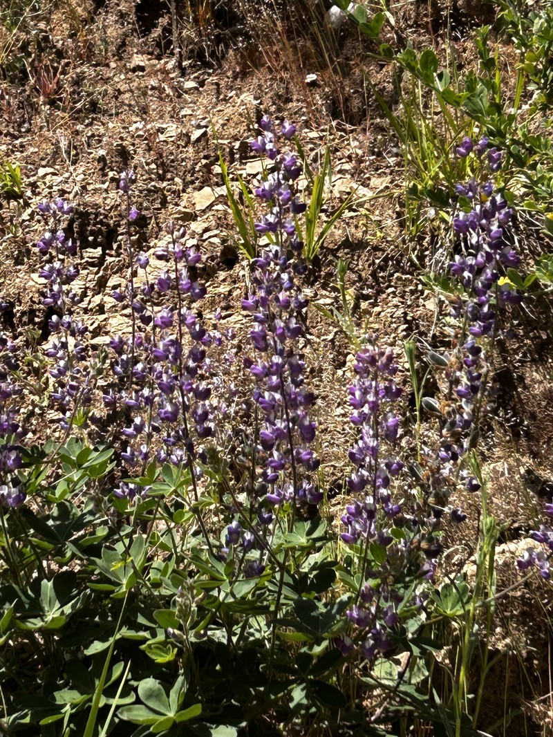 Lupinus latifolius subsp. dudleyi