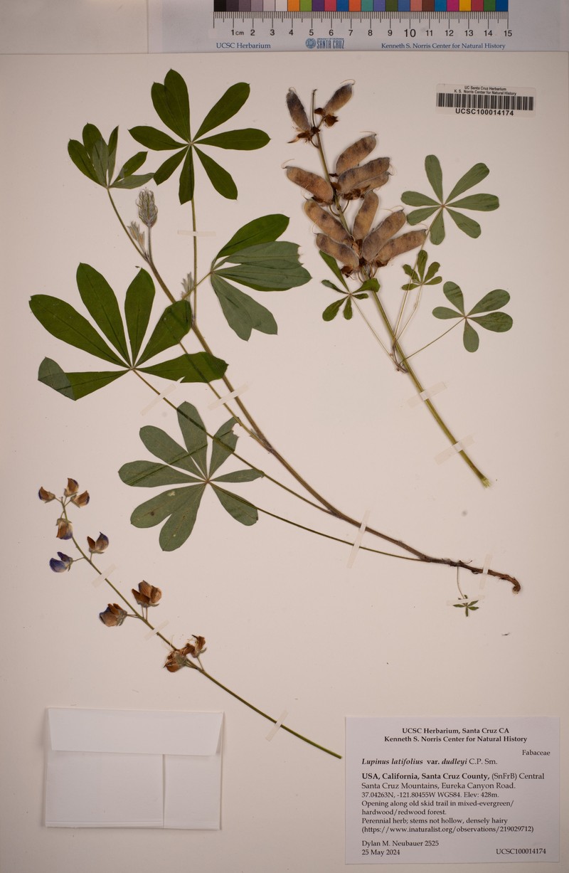 Lupinus latifolius subsp. dudleyi photo 2