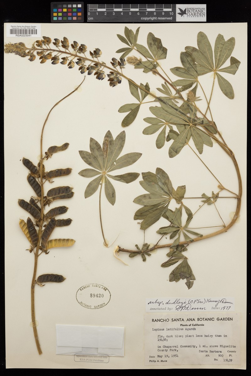 Lupinus latifolius subsp. dudleyi photo 3