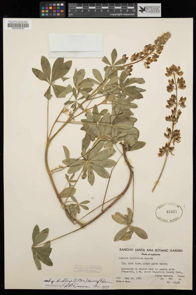 Lupinus latifolius subsp. dudleyi photo 4