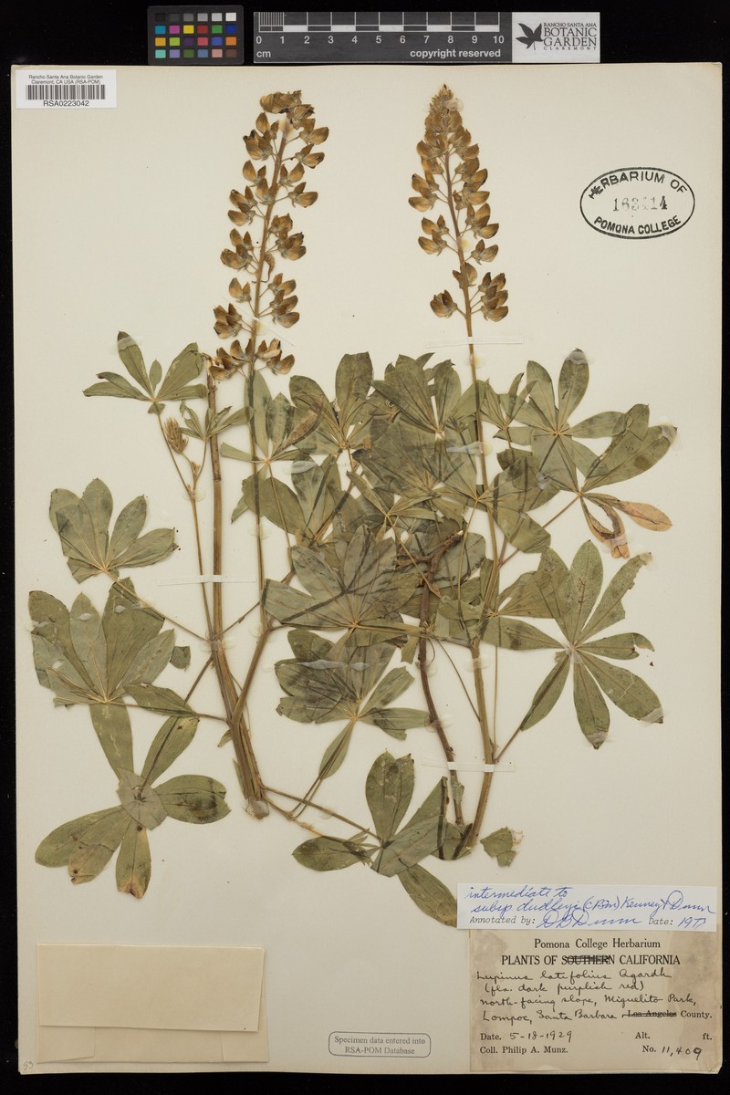 Lupinus latifolius subsp. dudleyi photo 5