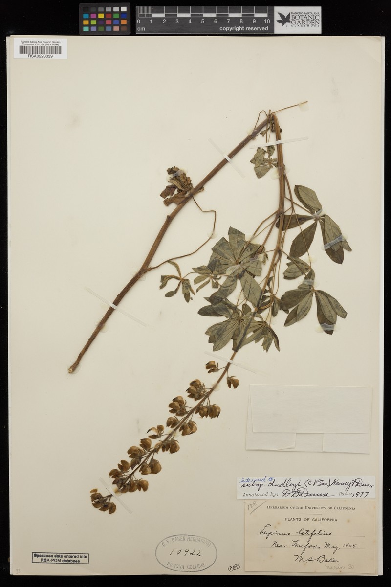 Lupinus latifolius subsp. dudleyi photo 6