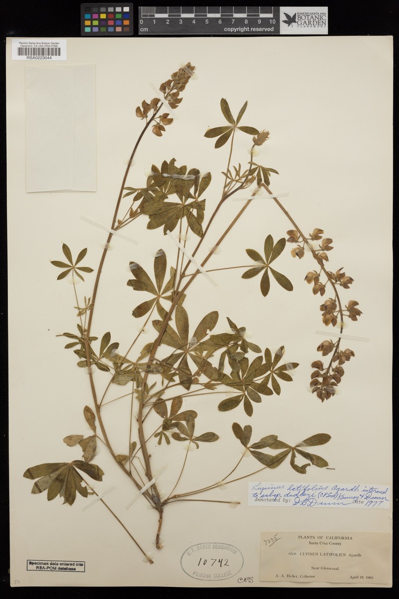 Lupinus latifolius subsp. dudleyi photo 7