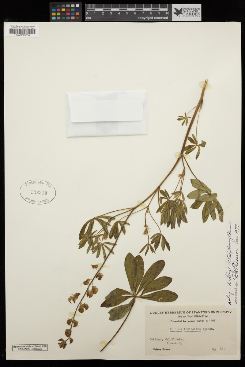 Lupinus latifolius subsp. dudleyi photo 8