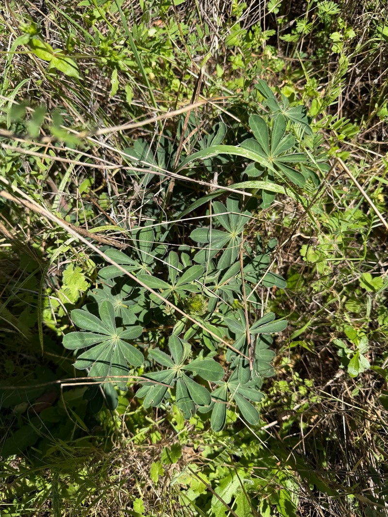 Lupinus latifolius subsp. latifolius