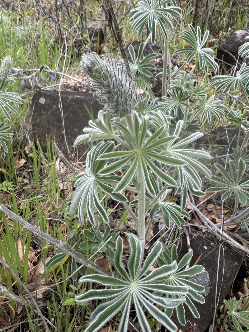 Lupinus latifolius subsp. latifolius photo 2