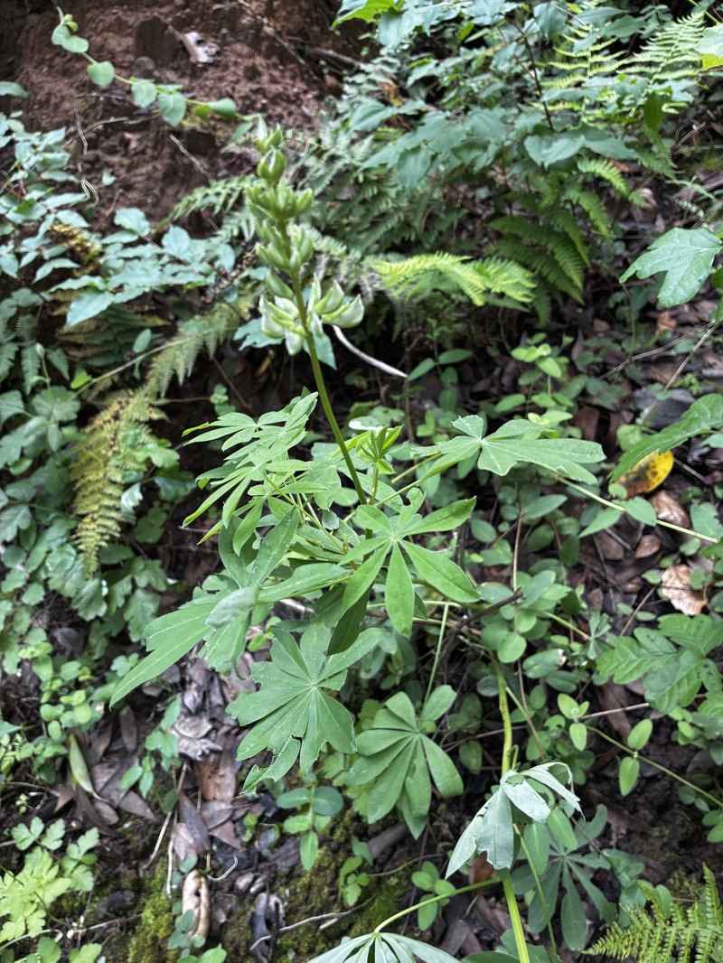 Lupinus latifolius subsp. latifolius photo 3