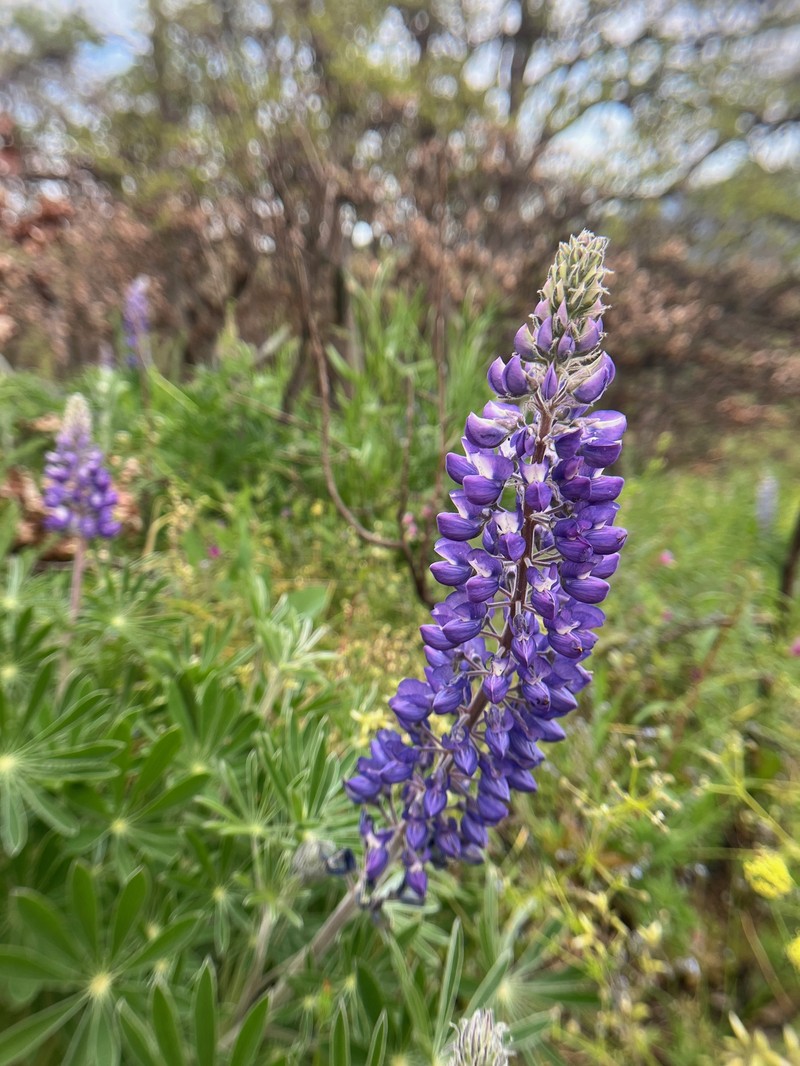 Lupinus latifolius subsp. latifolius photo 4
