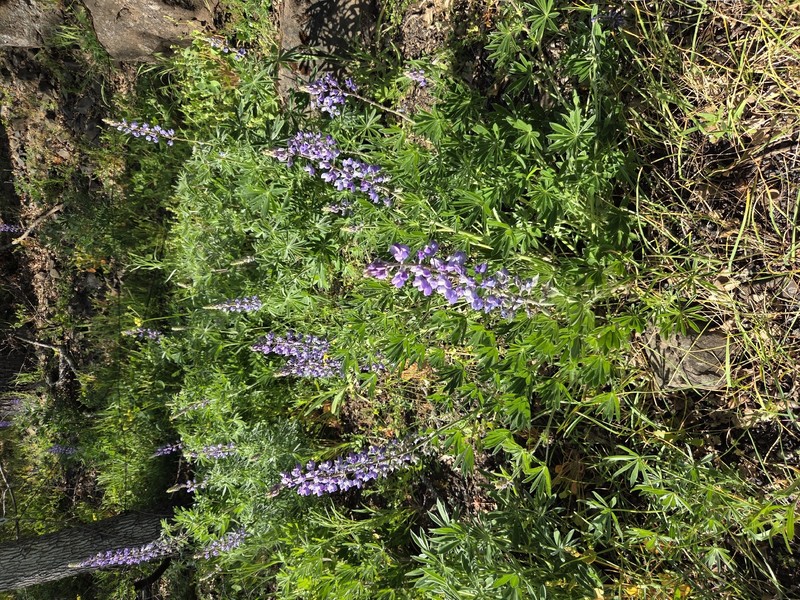 Lupinus latifolius subsp. latifolius photo 5