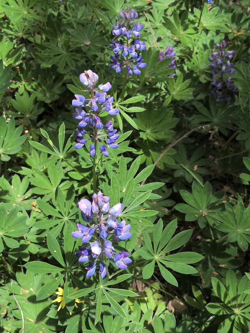Lupinus latifolius subsp. latifolius photo 6