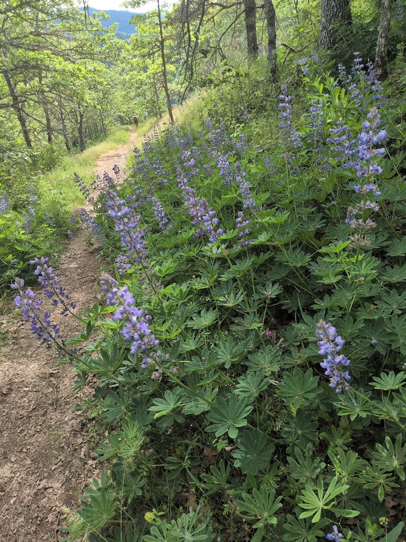 Lupinus latifolius subsp. latifolius photo 7