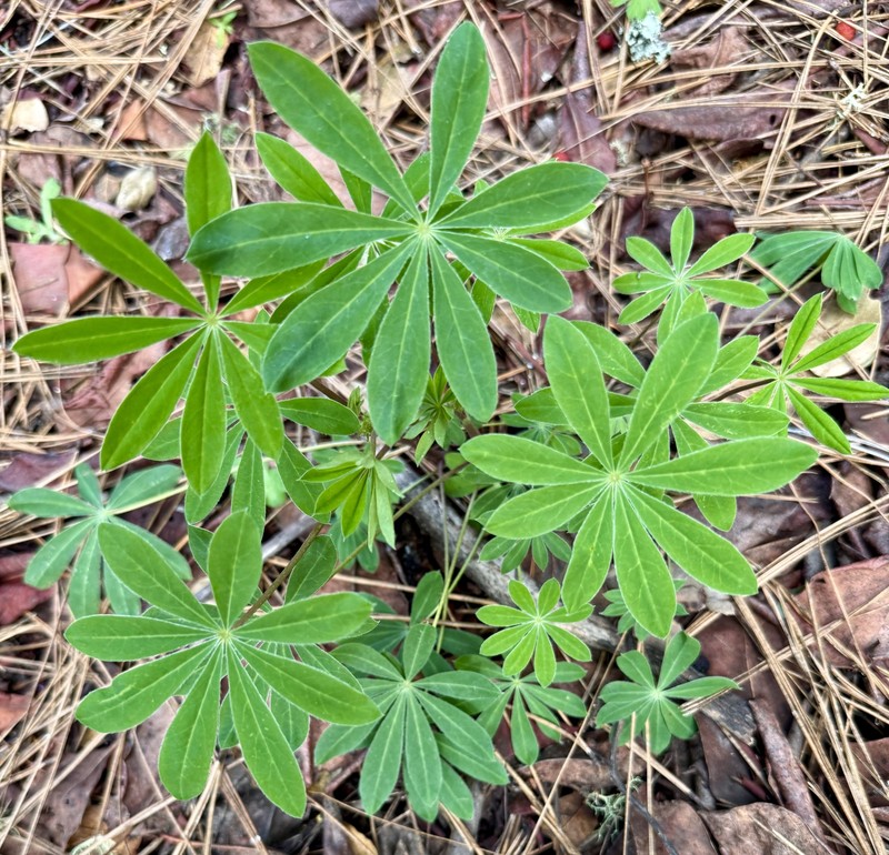 Lupinus latifolius subsp. latifolius photo 8