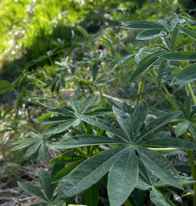 Lupinus latifolius subsp. leucanthus