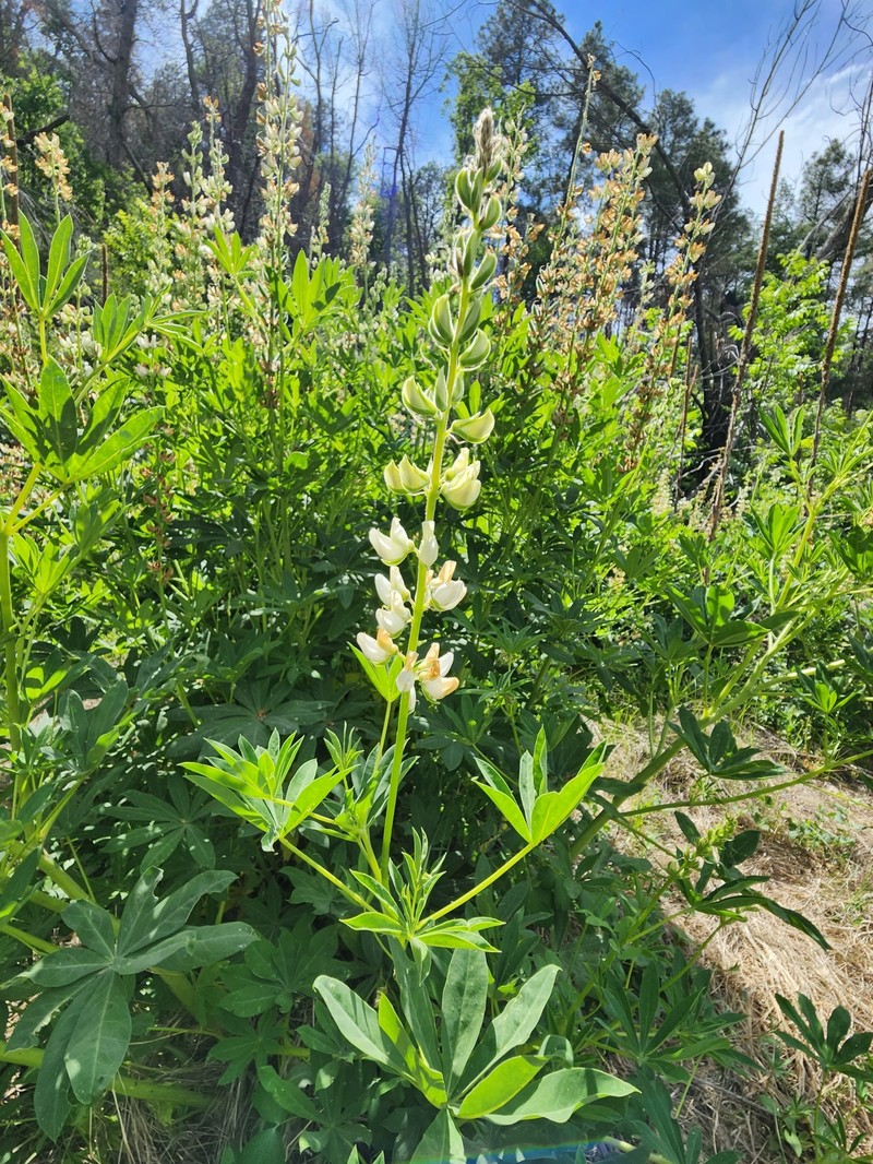 Lupinus latifolius subsp. leucanthus photo 2