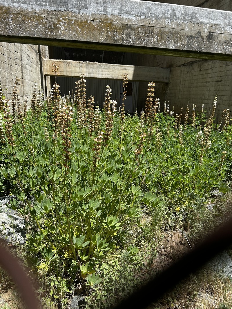 Lupinus latifolius subsp. leucanthus photo 3