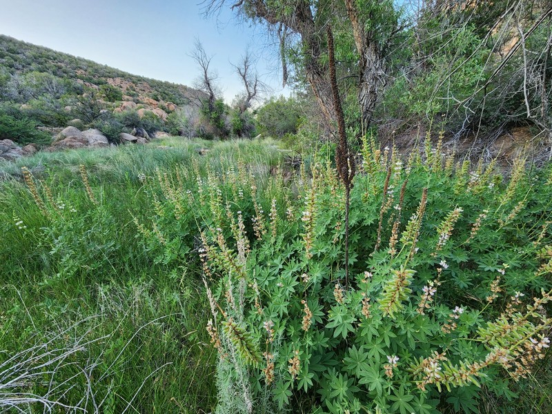Lupinus latifolius subsp. leucanthus photo 4