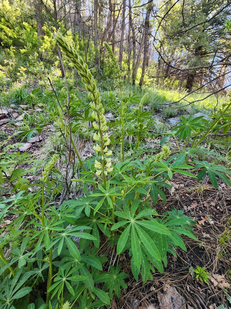 Lupinus latifolius subsp. leucanthus photo 5