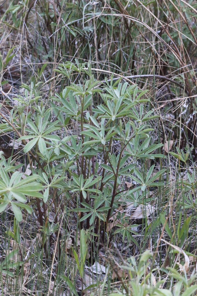 Lupinus latifolius subsp. leucanthus photo 6
