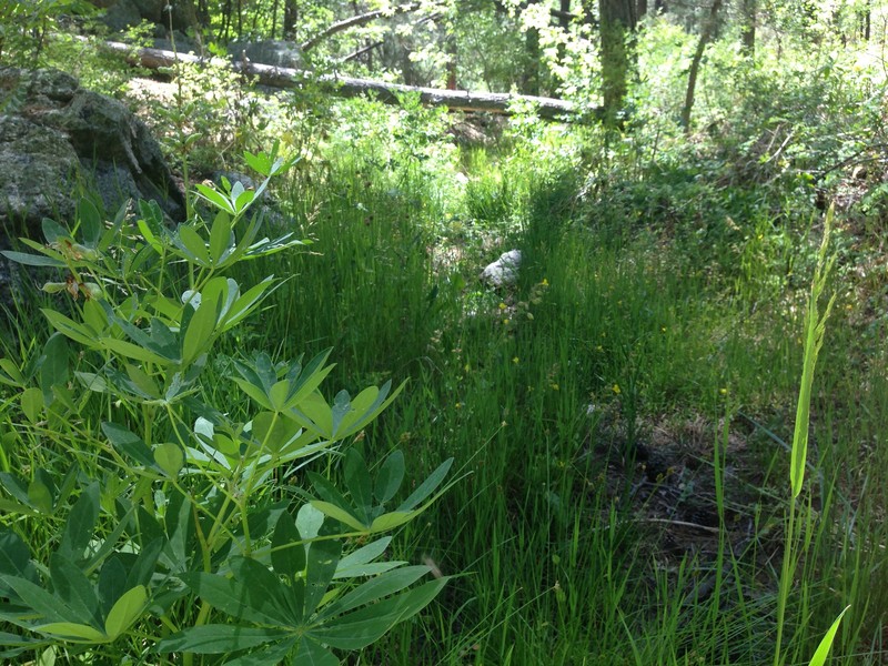 Lupinus latifolius subsp. leucanthus photo 7