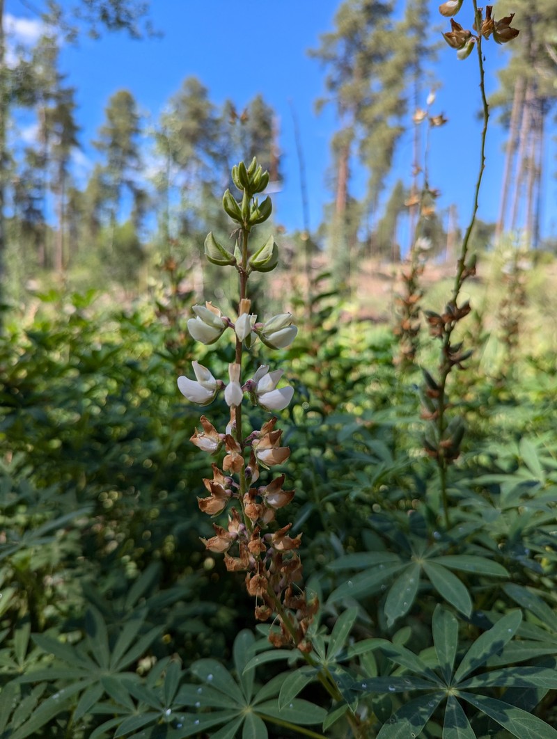 Lupinus latifolius subsp. leucanthus photo 8
