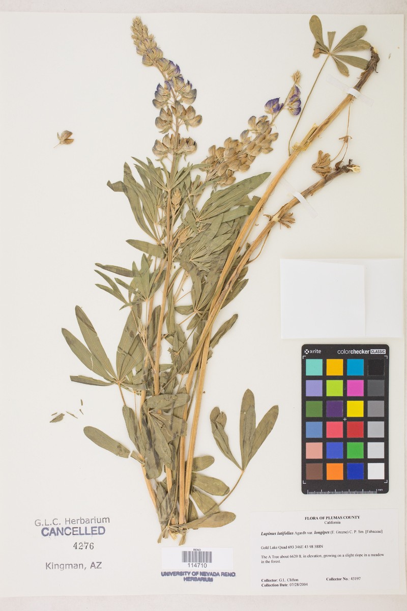 Lupinus latifolius subsp. longipes