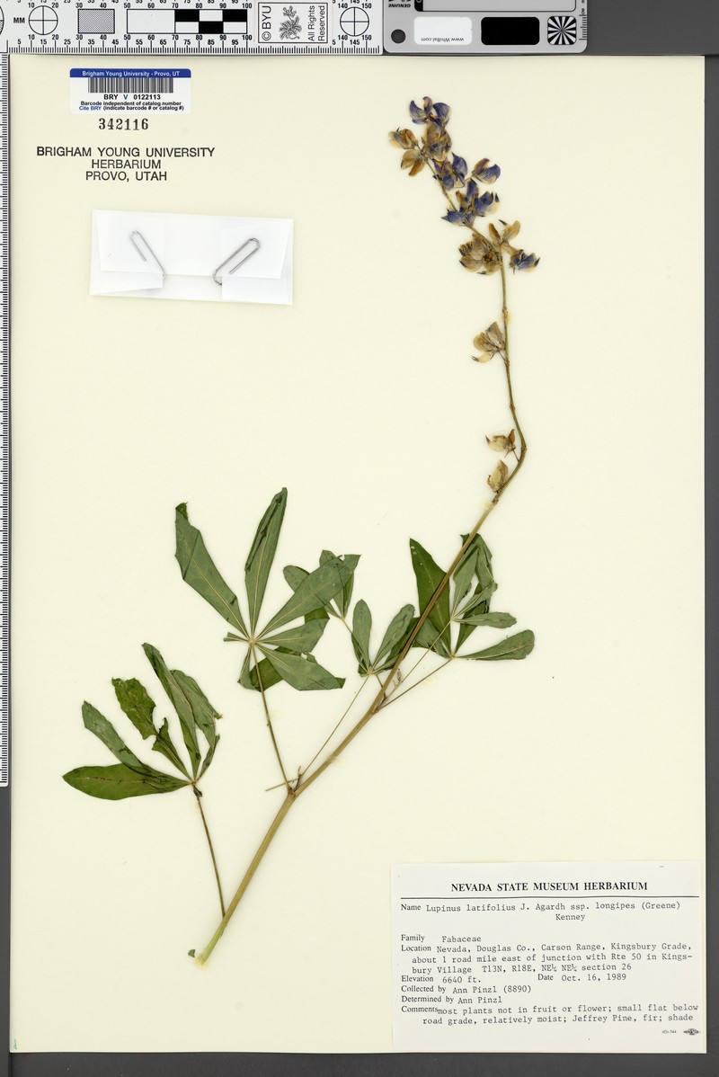 Lupinus latifolius subsp. longipes photo 2
