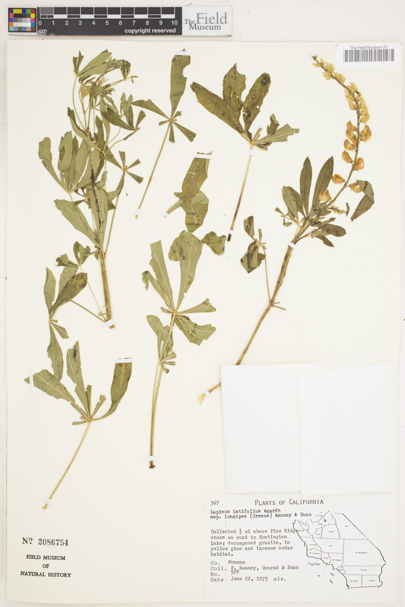 Lupinus latifolius subsp. longipes photo 3