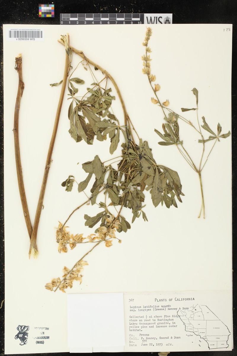 Lupinus latifolius subsp. longipes photo 4
