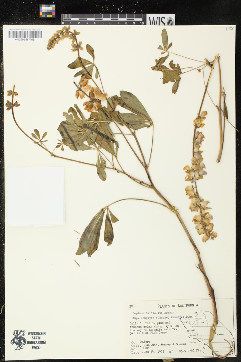 Lupinus latifolius subsp. longipes photo 5