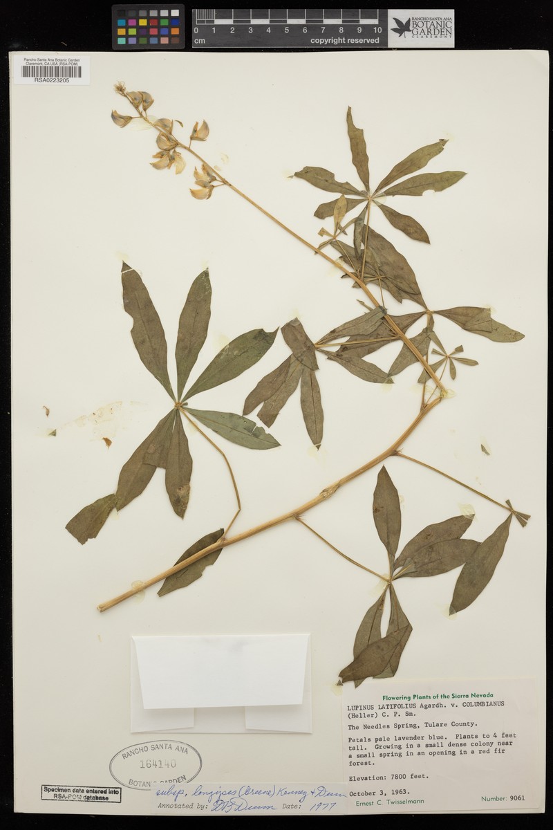 Lupinus latifolius subsp. longipes photo 6