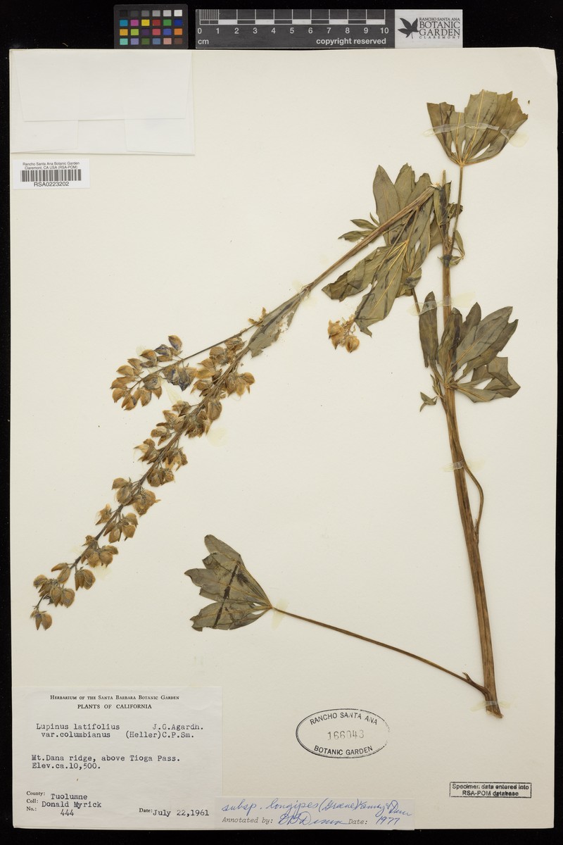 Lupinus latifolius subsp. longipes photo 7