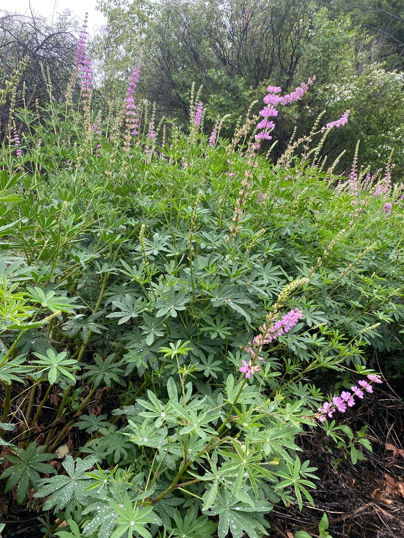Lupinus latifolius subsp. parishii