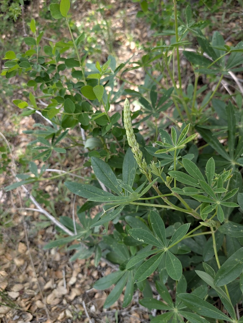 Lupinus latifolius subsp. parishii photo 2