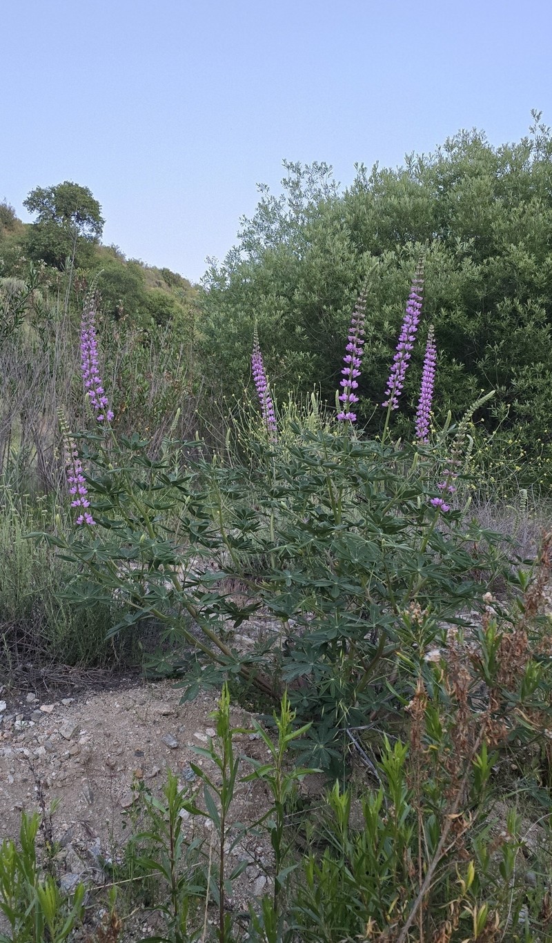 Lupinus latifolius subsp. parishii photo 3