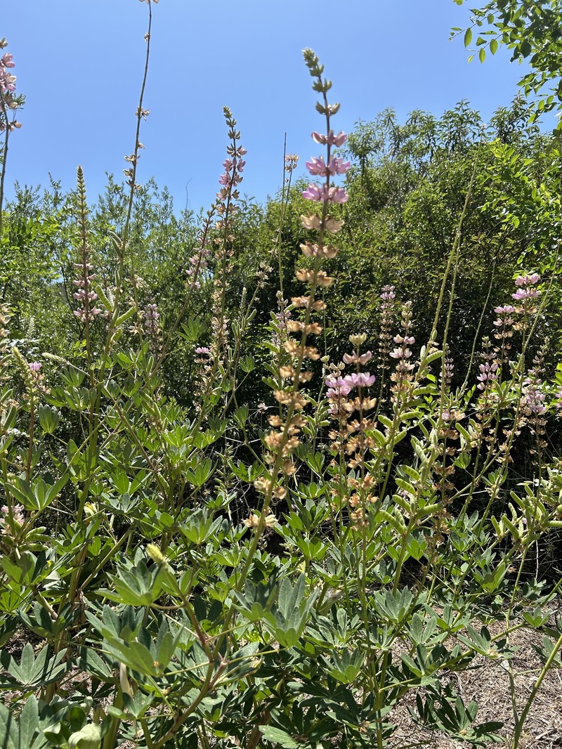 Lupinus latifolius subsp. parishii photo 4